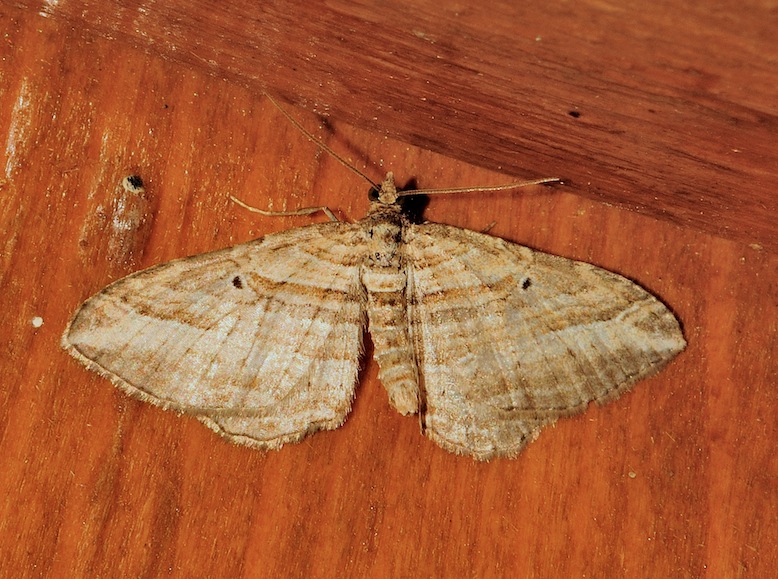 Costaconvexa polygrammata (Geometridae)